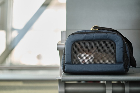 What Is Pet Return Coverage