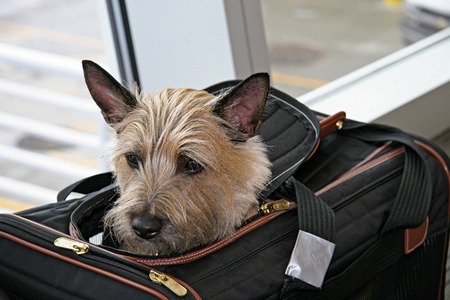 AXA’s Pet Return vs Pet Medical Coverage