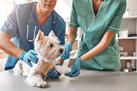What Is Pet Medical Coverage