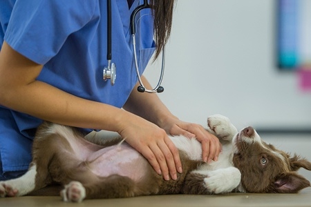 Coverage of Pet Medical Expenses While Traveling