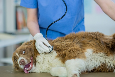 How Travel Protection Plans Help With Pet Medical Emergencies